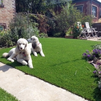 Green Lawn La Quinta, California Cat Playground, Front Yard Landscaping