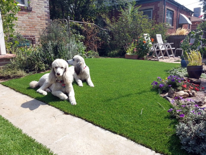 Green Lawn La Quinta, California Cat Playground, Front Yard Landscaping